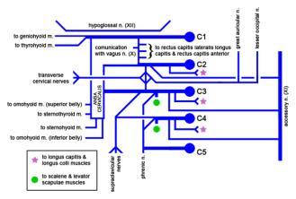 SPİNAL SİNİRLERİN YAPMIŞ OLDUĞU PLEXUSLAR 1- Plexus cervicales: Boyun pleksusu, ilk dört boyun spinal sinirinin ön dallarının birleşmesi ile oluşur.