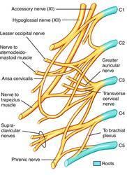 Kas dalları: İnfrahyoid (strap) kaslar ansa cervicales ile diafragma n.phrenicus (C3,4,5) tarafından innerve edilir. Plexus cervicales Boyun pleksusu. Deri dalları.