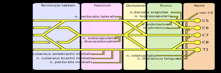 Truncus superior (C3-5), truncus medius (C7), truncus inferior(c8-t1) Fasciculus lateralis, fasciculus medialis, fasciculus posterior n.dorsalis scapulae, n.thoracicus longus (Bell s.), n.