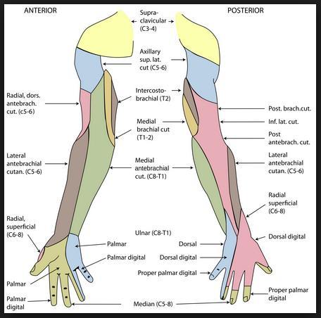 subscapularis ve n. radialis fasikuluslardan çıkar. N. dorsalis scapulae (C5)..Mm. Rhomboidei N. thoracicus longus (C5-6-7) M. serratus anterior. Scapula alata N. thoracodorsalis (C6-8).. Fas. post.