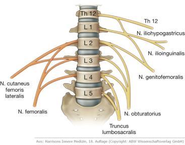 Torakal spinal sinirler (nervi thoracici) T1 ve T12 dışındakiler pleksus oluşumuna katılmaz. T12 nin ön dalı n. subcostalis olarak adlandırılır. 7. ve 11.