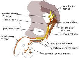 peroneus superficialis m. peroneus longus ve brevis n. peroneus profundus bacak ön bölüm kasları.. N. Pudentus ( S2-4 ) S2-4 ün ön dallarınca oluşturulur. Nn. Rectales-anales inferiores m.