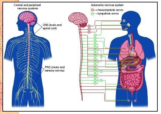 OTONOM SİNİR SİSTEMİ Otonom sinir sistemi iç organları ve bunların örtülerini innerve eden bir sistem olup, somatik sinir sistemi gibi afferent ve efferent komponentleri ile merkezi kontrol üniteleri