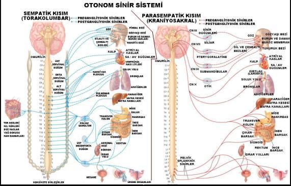 Visseral sistem sayesinde beslenme, solunum,boşaltım,kan dolaşımı, üreme ve adaptasyonel işlevler değişen çevre koşullarına rağmen düzenli bir şekilde gerçekleşirken, vücut iç ortamının belli