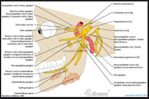 - Mesencephalon da bulunan fokus: Parasempatik karakterde olup, n. oculomotorius (CN III) ile ilgilidir. N. oculomotorius accessorius şeklinde organizedir. Edinger Westphal çekirdeği. I. otonom nöron, preganglioner nöron aksonları ganglion ciliare de.