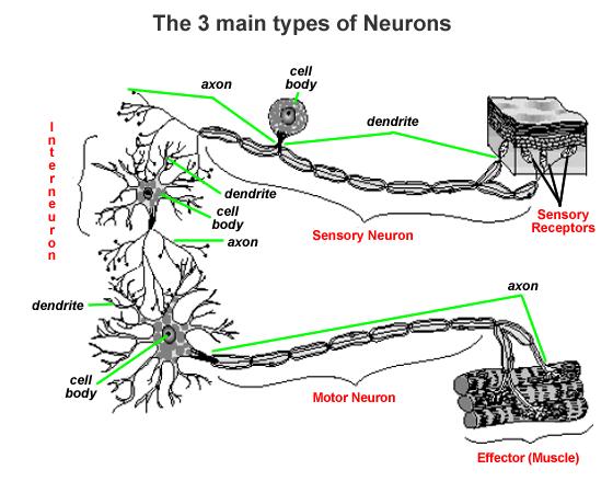 Nöronlar ve sinir liflerinin fonksiyonel tipleri 1- Genel somatik afferent (GSA) Deri, iskelet kasları, eklemler ve bağ dokusundan genel duyu alırlar.