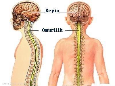 . Koku ve tat duyusu 5- Genel somatik efferent (GSE).. MSS de yer alan GSE nöronların aksonları periferdeki miyotomlardan orijin almış iskelet kaslarını innerve 6- Genel visseral efferent (GVE).