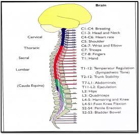 Omuriliğin ön yüzünde fissura mediana anterior, arka yüzünde sulcus medianus posterior yer alır.