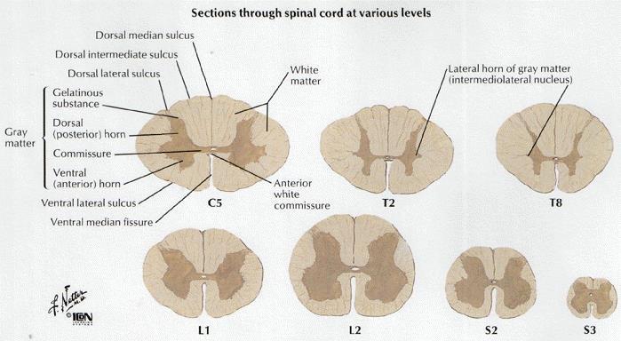 Transversal olarak segmental bir yapıda olan omurilik 31 segmentlidir. Her segmentten bir çift sinir çıkar. Pars cervicales (boyun) 8 çift Pars thoracica (göğüs).