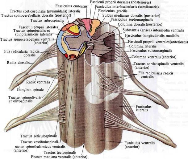 Substantia alba: Longitudinal şekilde konumlanmış miyelinli aksonlar (sinir lifleri) ve nöroglialardan yapılmıştır.