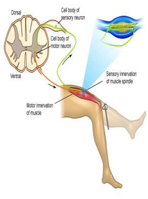 Duysal ve motor liflerden oluşan inen ve çıkan yollar: tr.spinocerebellaris anterior tr.spinocerebellaris posterior tr.spinothalamicus lateralis tr.corticospinalis lateralis tr.