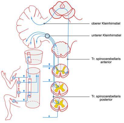 Cerebellum ile somatik muskuler aktivitenin koordinasyonu, muskuler tonus regülasyonu ve dengesinin sağlanmasında rol alır.