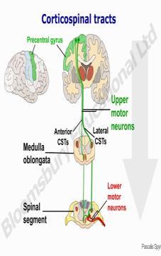 corticospinalis lateralis ve anterior) Piramidal yollar çoğunluğu primer motor alanda yer alan üst motor nöronlardan orijin alırlar.
