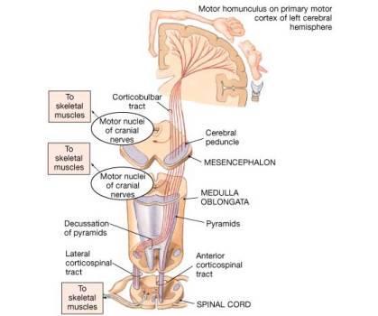 yol (tr.rubrospinalis, tr.