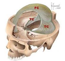 Substantia grisea, cerebrum ve cerebellum un dış bölümünde cortex cerebri ve cortex cerebelli, iç bölümlerinde nuclei basales ve nuclei cerebelli, diencephalon ve truncus cerebri de