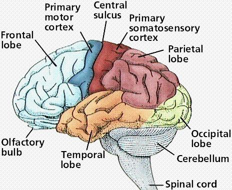 CEREBRUM (telencephalon), beyin yarımküreleri Beyin kitlesinin % 80 ini oluşturur. Prosencephalon dan gelişir.