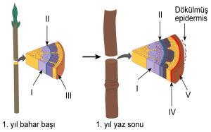 Tohumlu Bitkilerin Temel Kısımları -Bitkilerin toprak üstü organ sistemine sürgün sistem, toprak altı organ sistemine kök sistem denir.