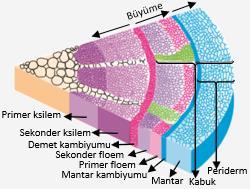 Mantar kambiyumu, sekonder floemin dış kısmında bulunur ve mantar hücrelerini üretir.