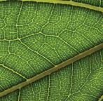 -Büyüme mevsiminin erken döneminde oluşan ilkbahar odununun hücreleri büyük ve hücre duvarları ince; yaz süresince kullanılabilir su azaldığından bitki gelişimi de yavaşlar ve kalın çeperli, ince
