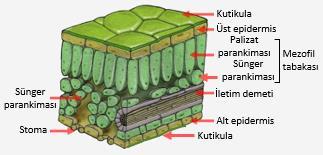 Ksilem Floem Şema: Yaprakta iletim doku -Mezofil tabakası: Yapraklarda kloroplast içeren hücreler, yaprağın iç kısmındaki mezofil tabakasında bulunur.