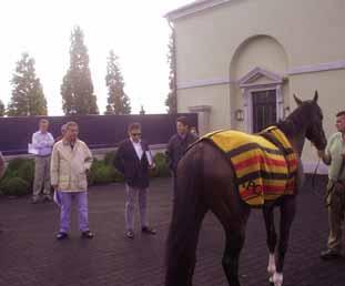 Coolmore ve Irlanda Devlet Haras gezisinden birkaç görünüm. Saat 21.