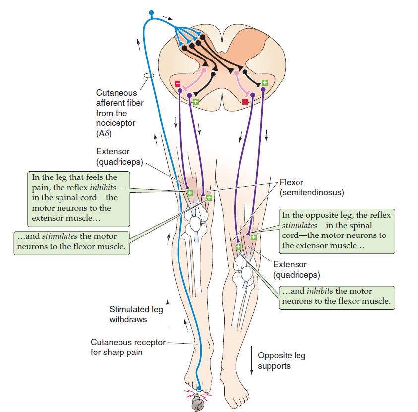 Ağrının (1) hissedildiği bacakta refleks ile entegrasyon merkezi omurilikte: Ekstensör kasları inhibe eder (2) Fleksör kasları