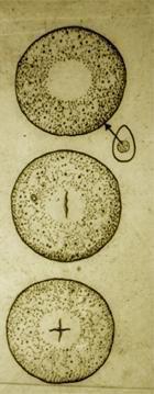 Embriyonik Disk Vitellus I.