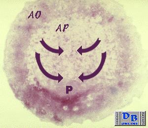 AO = area opaca, AP = area pellucida P = embriyonun