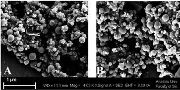 DAVETLİ KONUŞMACILAR / INVITED LECTURES Figure 1: SEM images of NP (A) and V-NP (B) Cytotoxicity of formulations: Toxicities of VEN and formulations on MCF-7 and A549 cell lines were determined after