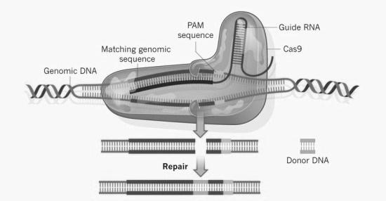 SÖZLÜ BİLDİRİLER ve TAM METİNLER / ORAL ABSTRACTS and FULL TEXTS and develop immune memory. Spacers include repeats that express small guide CRISPR RNAs (crrnas) (Hille F, Charpentier E,.