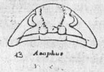 Asaphus A.Ord.