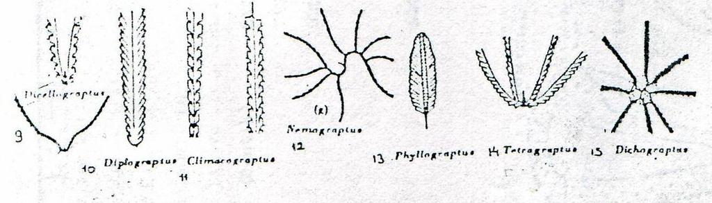 Diplograptus- O. Ord.