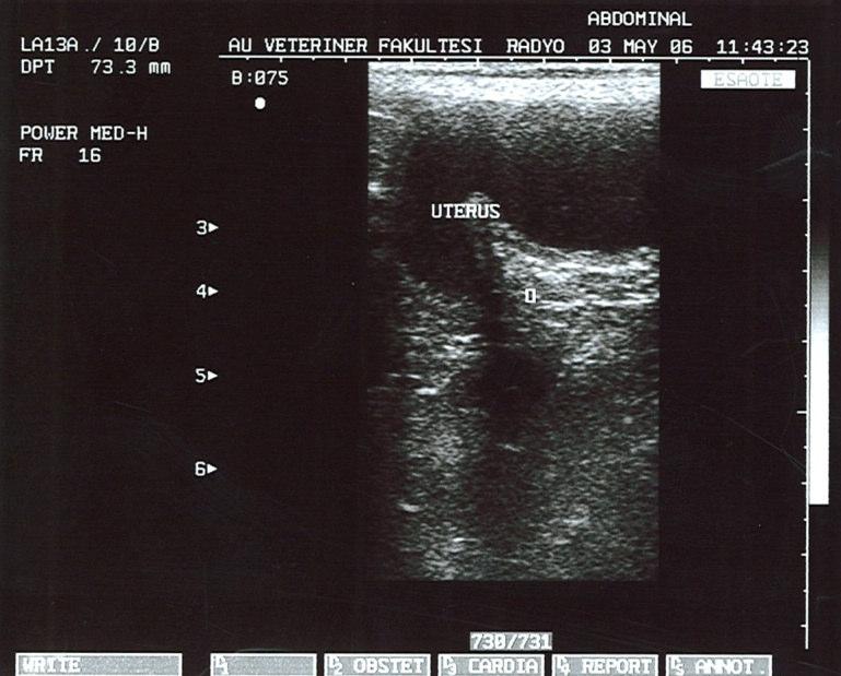 Uterusun makroskobik görünümü: Kornuların asimetrik ve ampüler tarzda dilatasyonu a b) Ultrasonografide uterusun kıvrılmış tarzda