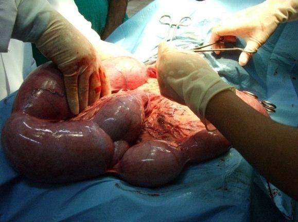 84 A B C D Şekil 3.11. Pyometralı köpeklerin uterus ve ovaryum görüntüleri A.-B.