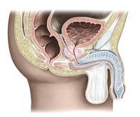 GENİTAL SİSTEM ERKEK GENİTAL ORGANLARI Dış genital organlar: Scrotum ve penis İç genital organlar: Testis, sperm yolları (epididymis, ductus deferens, ductus ejaculatorius) ve erkek eklenti üreme