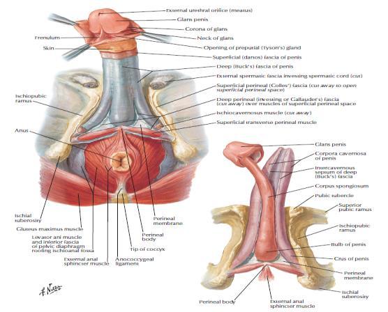 2. PENIS: Parietal peritoneum Transversalis fascia Trasversus abdominis Obliquus internus abdominis Aponeurosis of obliquus externus abdominis External spermatic fascia Cremaster Internal spermatic