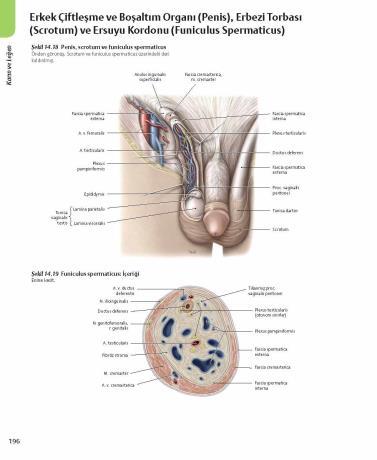 B. İÇ GENİTAL ORGANLAR TESTIS Spermium lar ile androgenleri üretirler. Scrotum içinde bulunur. Testis ler fötal hayatta karın boşluğu içinde gelişirler.