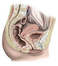 Uterus üç kısımda incelenir. 2/3 üst kısmına corpus uteri denir. Corpus uteri nin üst kısmının yan taraflarında tuba uterina ların giriş yerleri bulunur.