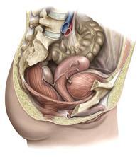 Alt kısmı vagina içine sokulmuştur. Bu bölüme portio vaginalis cervicis denir. Cervix uteri yi vagina ya bağlayan deliğe ostium uteri denir.