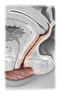 VAGINA Vagina, vestibulum vagina dan başlayıp uterus a kadar uzanan, kas ve zarlardan yapılmış, tüp şeklindeki kadın çiftleşme organıdır. Uzunluğu yaklaşık 9 cm dir.