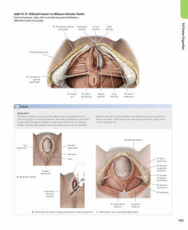 Vagina nın ön ve arka duvarlarının iç yüzünde enine uzanan rugae vaginalis denilen mukoza plikaları bulunur. Vaginada salgı bezi yoktur.