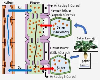 Çevresel faktörler stoma hareketlerini etkileyebilir. -Örneğin topraktaki su miktarı yetersiz olursa gündüz açık olması gereken stomalar kapanır.