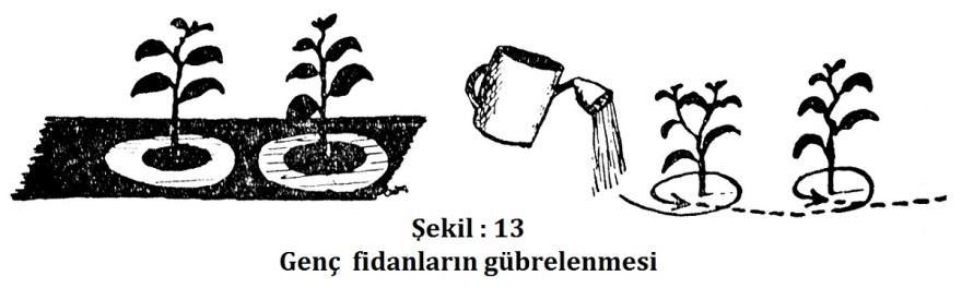 Havalar çok kurak giderse, duruma göre, fidanların sulanması da icap eder. Hastalık ve haşerelerin zuhurunda gereken şekilde hareket edilir.