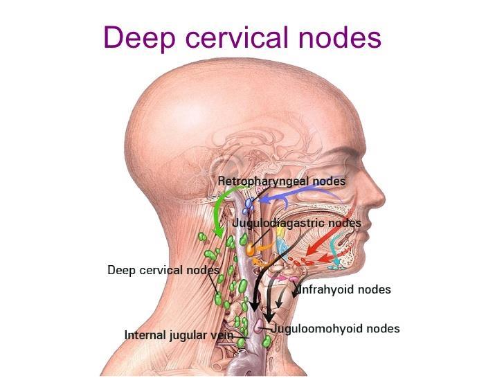 4. N. L. CERVICALES LATERALES N. L. Cervicales laterales superficiales N. L. Cervicales laterales profundi Superiores Nodus jugulodigastricus İnferiores N.
