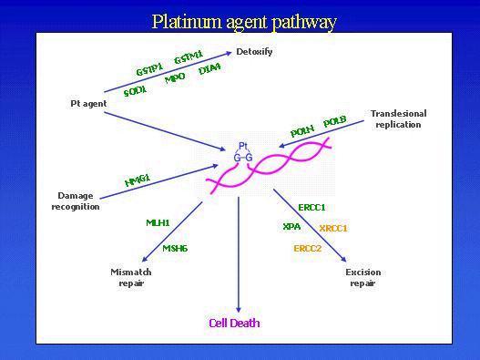 Platinum ile ilişkili genler Toksisiteden arındırma platinum