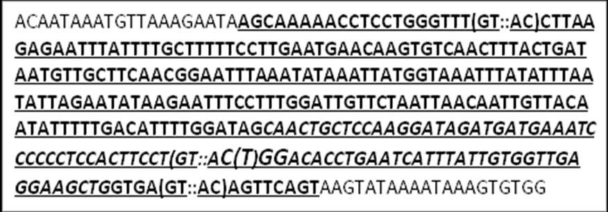 3.1 da gösterilmiştir. Görüntüleme sistemi ile saptanan fragmanlar, DNA belirteçleri ile karşılaştırılarak değerlendirilmiştir. Tablo 3.1. PTPN22 Geni, 1858 C/T Polimorfizmi Dizi Bölgesi