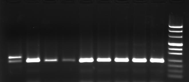 - DNA belirteçleri, 1 ul yükleme tamponu ve 4 ul dh 2 O ile karıştırıldı. - Hazırlanan DNA çözeltileri kuyucuklara aktarıldı. - Elektroforez 150 V sabit gerilimde 1.5 sa boyunca sürdürüldü.