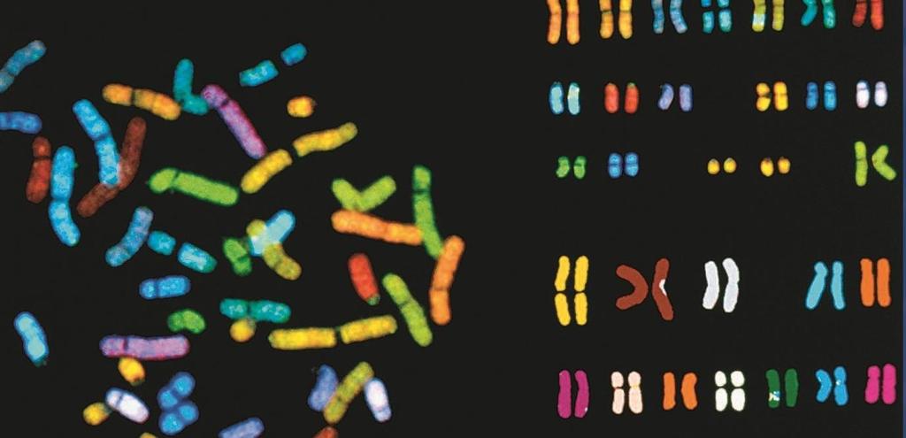 Kromozom Mutasyonları: Kromozom Sayısı ve
