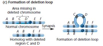 kıvrımı oluşumu Silinen kromozomdaki kayıp bölge Normal