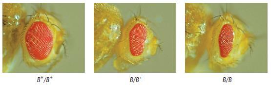 4.2.2 Fenotipik çeşitlilik- Drosophila da Çubuk (Bar) Göz Mutasyonu Normal oval göz şekli yerine, bar-gözlü sineklerin dar ve uzun gözleri vardır.